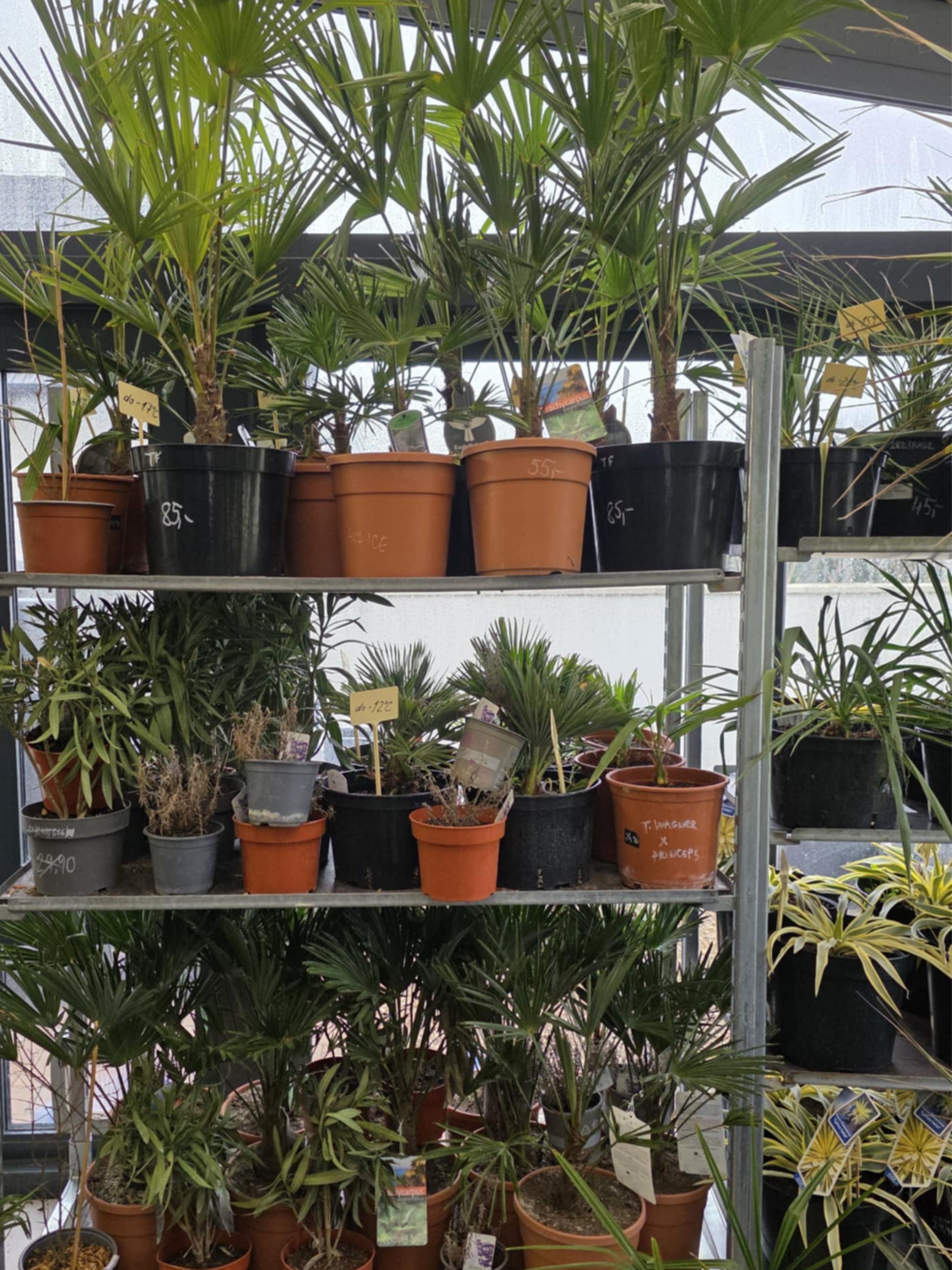 zimovanie mladých paliem v kvetináčoch